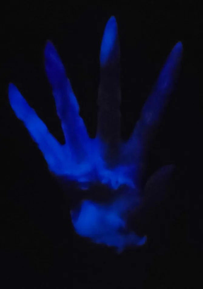 Female Sex Toys From The Edge Toys Odonatas Hand GITD Medium silicone OH422